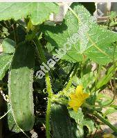 Cucumis sativus L.