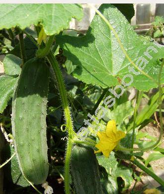 Cucumis sativus L.