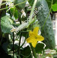 Cucumis sativus L.