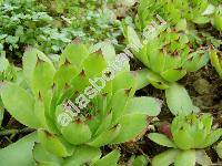 Sempervivum tectorum L.