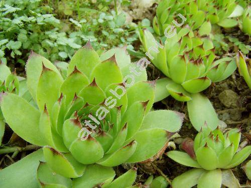 Sempervivum tectorum L.