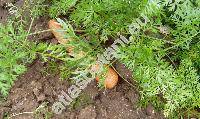 Daucus carota subsp. sativus L.