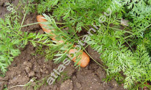 Daucus carota subsp. sativus L.