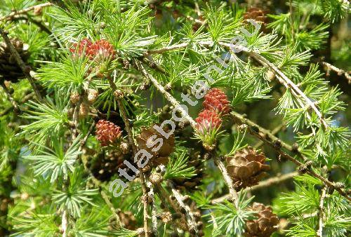 Larix decidua Mill. (Pinus larix L., Abies larix (L.) Poiret in Lam., Larix europaea DC.)