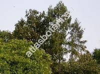 Larix decidua Mill. (Pinus larix L., Abies larix (L.) Poiret in Lam., Larix europaea DC.)