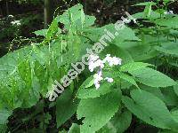 Lunaria rediviva L.