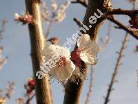 Prunus armeniaca L. (Armeniaca vulgaris Lamk.)