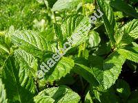 Mentha x piperita L. (Mentha aquatica x Mentha spicata)