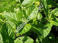 Mentha x piperita L. (Mentha aquatica x Mentha spicata)