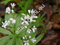 Galium odoratum (L.) Scop. (Asperula odorata L.)