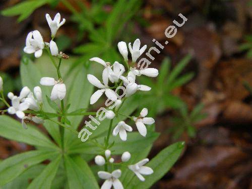 Galium odoratum (L.) Scop. (Asperula odorata L.)