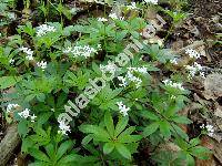 Galium odoratum (L.) Scop. (Asperula odorata L.)