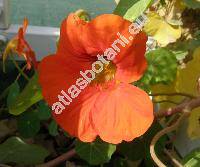 Tropaeolum majus L.