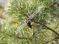 Pinus sylvestris L. (Pinus silvestris L., Pinus rubra Mill.)