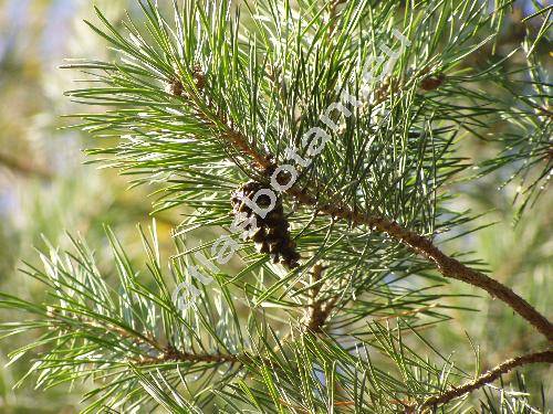 Pinus sylvestris L. (Pinus silvestris L., Pinus rubra Mill.)