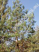 Pinus sylvestris L. (Pinus silvestris L., Pinus rubra Mill.)