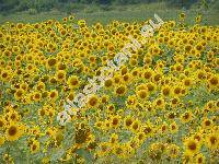 Helianthus annuus L.