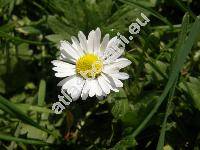 Bellis perennis L. (Bellis silvestris, Bellis sylvestris)