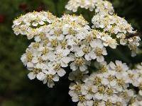 Achillea millefolium L. (Achillea millefolium agg.)