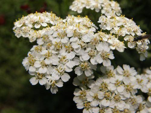 Achillea millefolium L. (Achillea millefolium agg.)