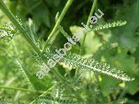 Achillea millefolium L. (Achillea millefolium agg.)