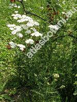 Achillea millefolium L. (Achillea millefolium agg.)