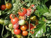 Solanum lycopersicum L. (Lycopersicon esculentum Miller)