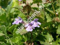 Glechoma hederacea L. (Nepeta glechoma Bent.)