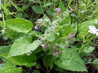 Pulmonaria obscura Dum. (Pulmonaria officinalis subsp. obscura (Dum.))