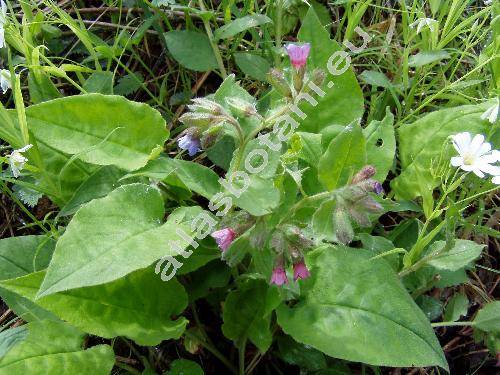 Pulmonaria obscura Dum. (Pulmonaria officinalis subsp. obscura (Dum.))