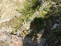 Calluna vulgaris (L.) Hill (Erica vulgaris L.)