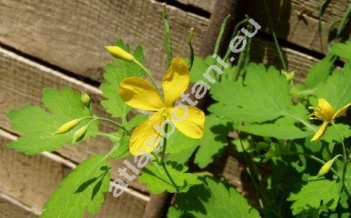 Chelidonium majus L.