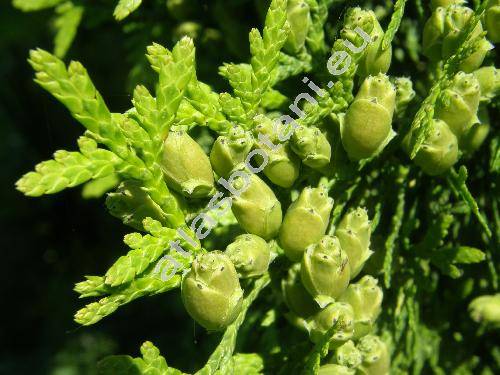 Thuja occidentalis L.