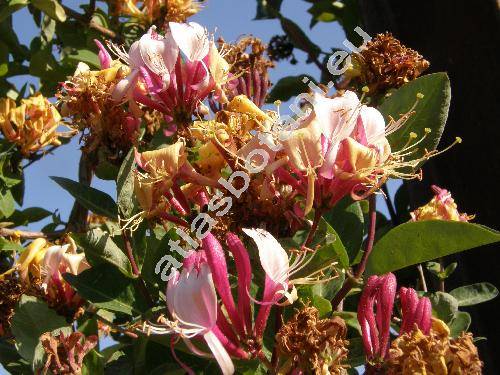 Lonicera periclymenum L. (Caprifolium sylvaticum Lam.)