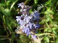 Ajuga reptans L. (Bugula reptans (L.) Scop., Teucrium reptans (L.) Crantz, Ajuga vulgaris Rouy subsp. reptans (L.) Rouy)