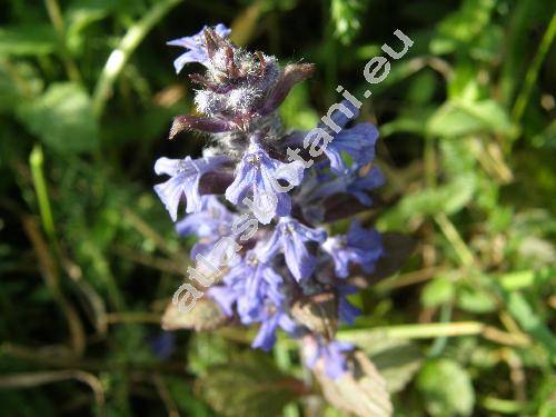 Ajuga reptans L. (Bugula reptans (L.) Scop., Teucrium reptans (L.) Crantz, Ajuga vulgaris Rouy subsp. reptans (L.) Rouy)