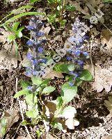 Ajuga reptans L. (Bugula reptans (L.) Scop., Teucrium reptans (L.) Crantz, Ajuga vulgaris Rouy subsp. reptans (L.) Rouy)