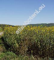 Helianthus tuberosus L. (Helianthus decapetalus, Helianthus tomentosus, Helianthus esculentus, Helianthus subcanescens)