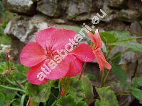 Pelargonium zonale (Pelargonium zonale (L.) Ait.)