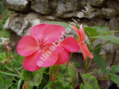 Pelargonium zonale (Pelargonium zonale (L.) Ait.)