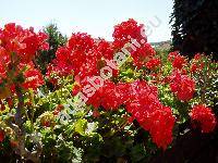 Pelargonium zonale (Pelargonium zonale (L.) Ait.)