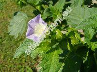 Nicandra physalodes (Nicandra physalodes (L.) Gaertn., Nicandra violacea Andr ex Lem.-unresolved, Atropa daturifolia Thore, Boberella nicandra Krause, Physalis daturifolia Lam., Physalodes peruviana Kuntze)