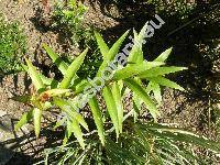 Lilium tigrinum (Lilium tigrinum Ker Gawl., Lilium lancifolium Thunb.)