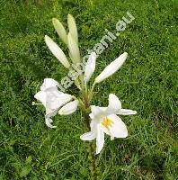 Lilium candidum L.