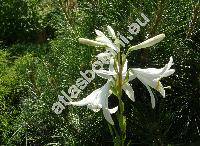 Lilium candidum L.