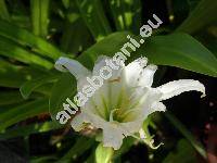 Hymenocallis hybrida (Ismene)