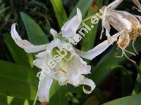 Hymenocallis hybrida (Ismene)