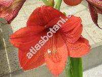 Hippeastrum x hortorum Maatsch (dve chybn  Amaryllis)