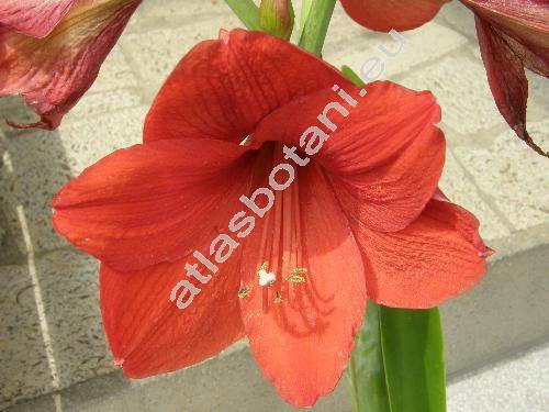 Hippeastrum x hortorum Maatsch (dve chybn  Amaryllis)