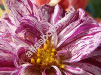 Dahlia pinnata (Dahlia pinnata Cav., Georgina variabilis Willd.)